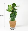 Green boutiQ - Zimmerpflanze - Fensterblatt - Monstera Produktbild-Vorschau 3