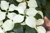 Cornus kousa chinensis 'Schmetterling', Blumen-Hartriegel, Produktbild-Vorschau 3