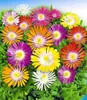 BALDUR Garten 5er Winterharte Eisblumen Wheels of Wonder® Produktbild-Vorschau 2