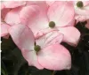 Cornus kousa 'Satomi' - Japanischer Blumenhartriegel 60 - Produktbild-Vorschau 2