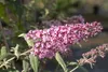 Buddleja davidii 'Pink Delight', Schmetterlingsflieder, Produktbild-Vorschau 5