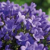 Campanula Addenda lila 12cm – winterharte mehrjährige Produktbild-Vorschau 3