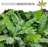 Darjeeling Bananen Samen (Musa sikkimensis) - Winterharte Produktbild-Vorschau 2