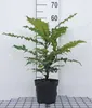 Mahonia x media 'Charity' - Mahoń 60-80 cm - Pojemnik Podgląd zdjęcia produktu 1