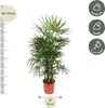 Steckenpalme - Rhapis Excelsa - Zimmerpflanze 190cm - Ø34cm Produktbild-Vorschau 2