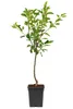 Birnbaum 'Conference', altezza 100-120 cm – *Pyrus Anteprima dell’immagine prodotto 4