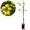 A potted apple tree with a circular inset showing a cluster of ripe yellow apples on a branch. Voir les images du produit
