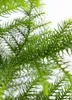 Bloomique - Araucaria Heterophylla - Araucaria de Norfolk - Voir les images du produit 3