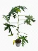 Papaya „Bisexual“ ca. 120 cm – Carica papaya – exotischer Produktbild-Vorschau 4