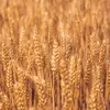 15 kg Pšenice čištěná Krmivo pro kuřata Krmivo pro drůbež Náhled obrázku produktu 11