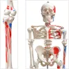 Anatomie Modell Skelett Knochen Körper Mensch Muskeln Produktbild-Vorschau 2