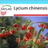 SAFLAX Dárková sada - bobule goji - Lycium chinensis - 200 Náhled obrázku produktu 10
