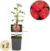 GreenboutiQ - Kletterrose - Rosa Salmon Queen - Blüte Produktbild-Vorschau 2