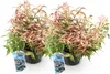 Leucothoe Makijaz - Brun - 2 Plantes - Feuillage persistant Voir les images du produit 2