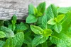 SAFLAX - Bio - Melisa - 1000 Nasiona - Melissa officinalis Podgląd zdjęcia produktu 7
