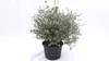 4 Stück Eucalyptus Gunni Gunnii Busch Kugel Eukalyptusbaum, Produktbild-Vorschau 1