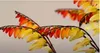 20x Sternwinde Feuerzunge Quamoclit Mina lobata Garten Produktbild-Vorschau 2