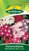 Flammenblume, Phlox Mischung Produktbild-Vorschau 4