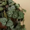 2x Ceropegia Woodii met Hanger P12 H20 Produktbild-Vorschau 5