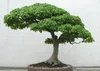 SAFLAX - Dreispitzahorn - Acer buergerianum - 30 Samen - Produktbild-Vorschau 9