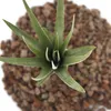 Tillandsia fasciculata – vzdušná rostlina – malá Náhled obrázku produktu 3