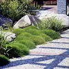 Stauden Gänge 10 x Festuca gautieri 'Pic Carlit' - Produktbild-Vorschau 2