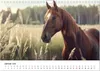 Wilde Mähnen: Ein Jahr mit Pferden (Wandkalender 2026 DIN Produktbild-Vorschau 4