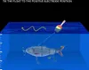 Robotische Schwimmköder, USB wiederaufladbare Náhled obrázku produktu 6
