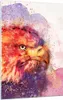 Bilder auf glas - Einteilig - Adler Vogel Feder - 50x70cm - Produktbild-Vorschau 1