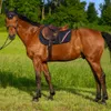 A brown horse standing in a grassy field with trees in the background. Produktbild-Vorschau