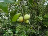 Mangrove grise (Avicennia marina)  - 1 graine germée Voir les images du produit 3
