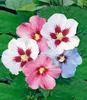 BALDUR Garten Winterharte Hibiskus-Hecke, 10 Pflanzen, Produktbild-Vorschau 2