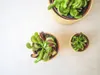 Gardners Dionaea, priemer 9 cm Náhľad obrázku produktu 5