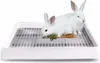 Two white rabbits are eating carrots and greens on a white litter tray with a grid. Produktbild-Vorschau