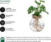 Dehner Waterplant Fensterblatt, Monstera adansonii, Produktbild-Vorschau 2