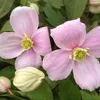 A close-up view of pink clematis flowers and buds with green leaves in the background. Anteprima dell’immagine prodotto