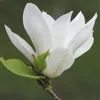 Magnolia Alba Superba 2L Podgląd zdjęcia produktu 1
