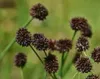 Stauden Gänge 3 x Juncus ensifolius im 1 Liter Topf - Zwerg Produktbild-Vorschau 7