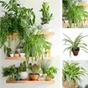 A collage of images featuring various houseplants on shelves. Podgląd zdjęcia produktu