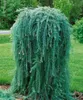 Larix kaempferi 'Pendula', Japanische Lärche, hängend, Produktbild-Vorschau 7
