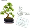 Bonsai Baum mit Keramik Blumentopf - Ligustrum, Ficus, Produktbild-Vorschau 3