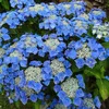 2 x  ortensia  - Hydrangea 'Teller Blue'  | 25-30 cm in Anteprima dell’immagine prodotto 1