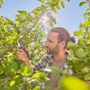Gardena Premiumcut Pro Gartenschere Silber  Silber One Size Produktbild-Vorschau 3