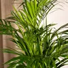 Palmier d'Areca Voir les images du produit 12