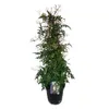 Jasmin - Jasminum polyanthum - Höhe 60-70cm - ⌀17cm Produktbild-Vorschau 1
