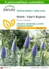 SAFLAX - Modrá - Viper's Bugloss - Echium fastuosa - 100 Náhľad obrázku produktu 1