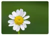 A close-up of a white daisy with a yellow center against a blurred green background. Produktbild-Vorschau