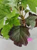 Hydrangea quercifolia "Ruby Slippers", eikenbladhortensia, Productafbeelding-voorbeeld 6