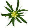 Mini Guzmania Trio - sada 3 barevných bromélií ve 3 barvách Náhled obrázku produktu 3