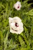 Papaver orientale 'Royal Wedding', Türkischer Mohn, weiß, Produktbild-Vorschau 3